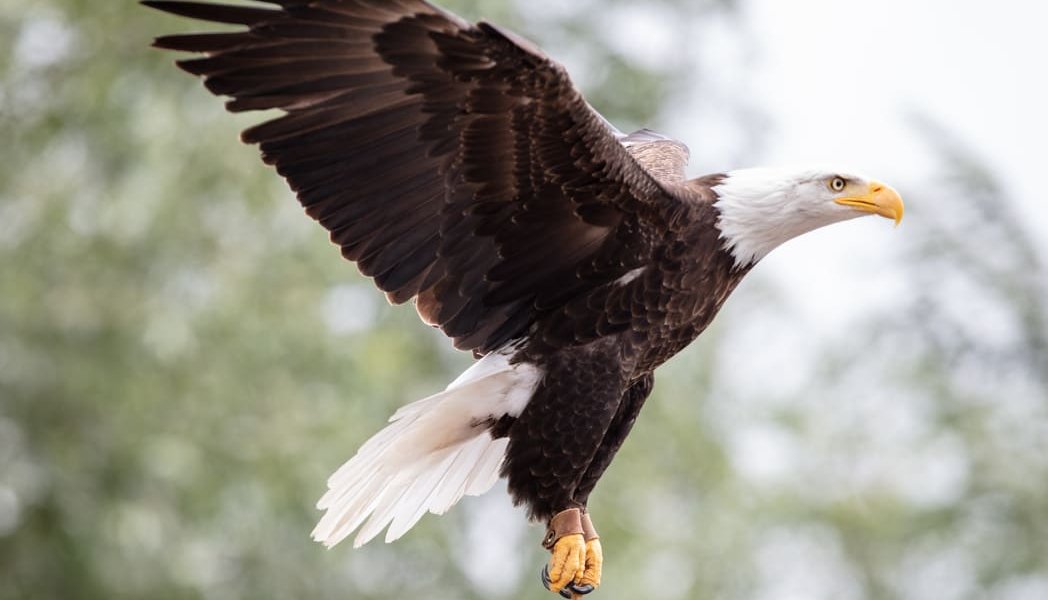 Bald-Eagle-Flight at Emerald Park www.killeencastle.com