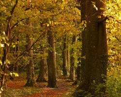 Explore the Colours of Autumn in the Picturesque Boyne Valley